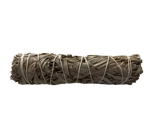 Sauge blanche  15cm